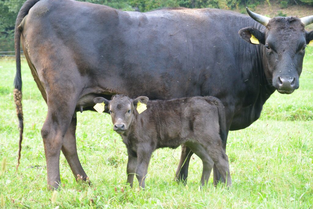 Kobe Beef Austria - Zuchttiere