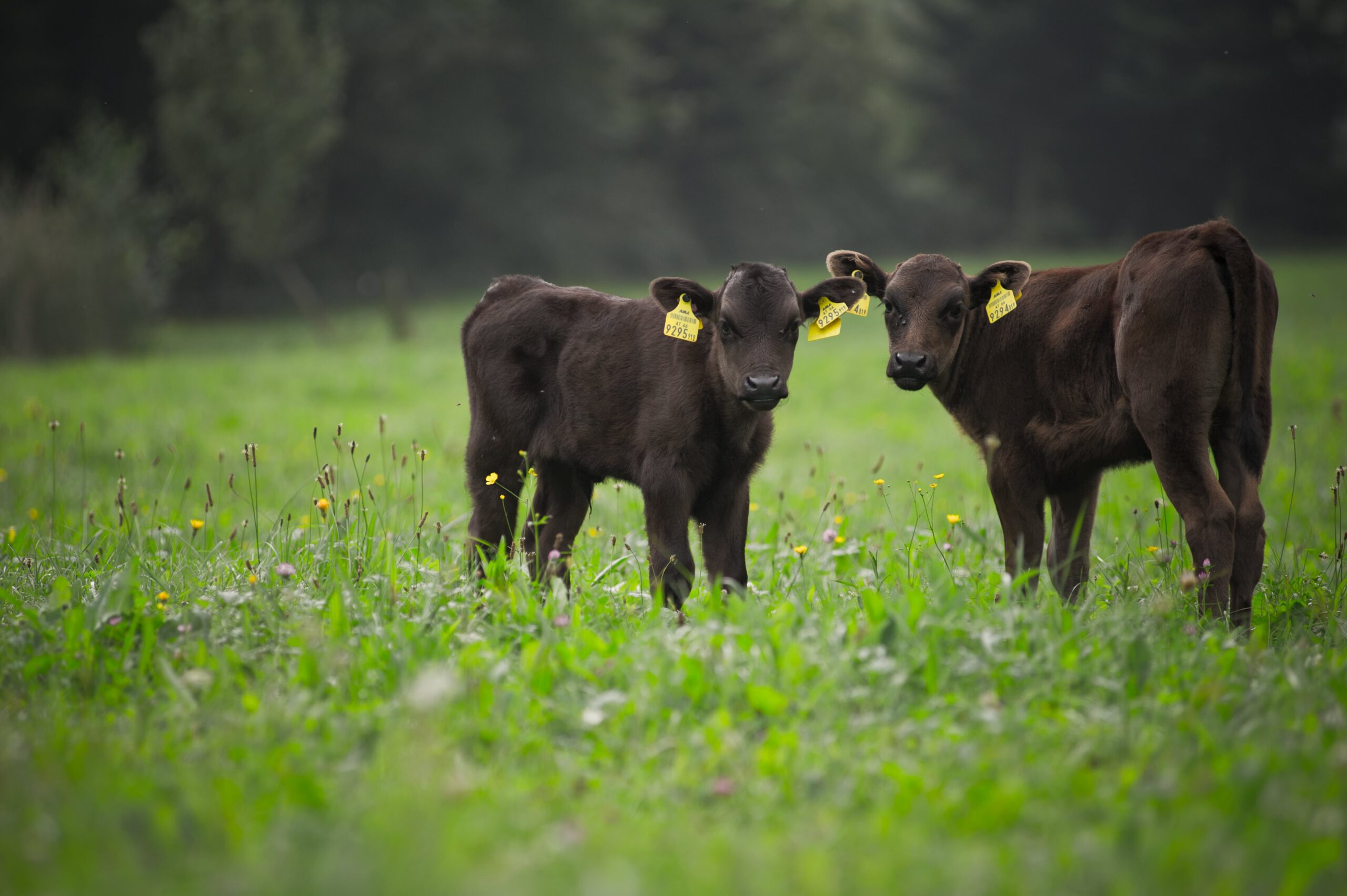 Kobe Beef Austria - Zuchttiere
