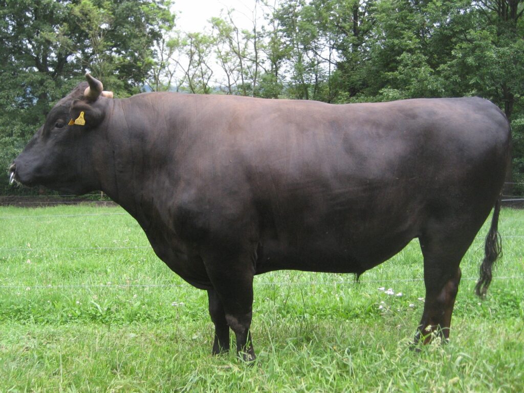 Kobe Beef Austria - Zuchttiere